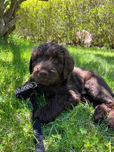 Aussie Doodle puppy