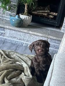 Aussie Doodle puppy - Photo 2