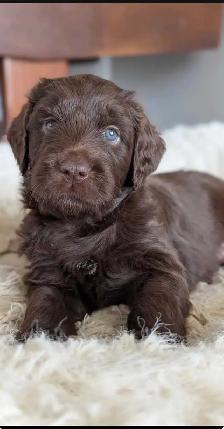 Aussie Doodle puppy - Photo 3