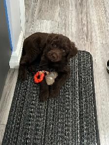 Aussie Doodle puppy - Photo 4