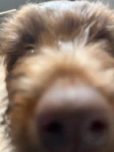 Aussie Doodle puppy - Photo 6