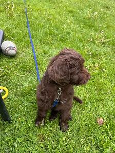 Aussie Doodle puppy - Photo 7