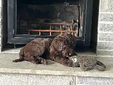 Aussie Doodle puppy - Photo 8