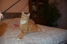 Beautiful purebred Maine Coon kittens(cat)