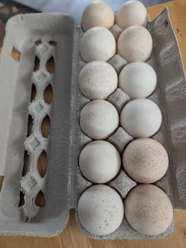 Dozen bronze turkey hatching eggs available