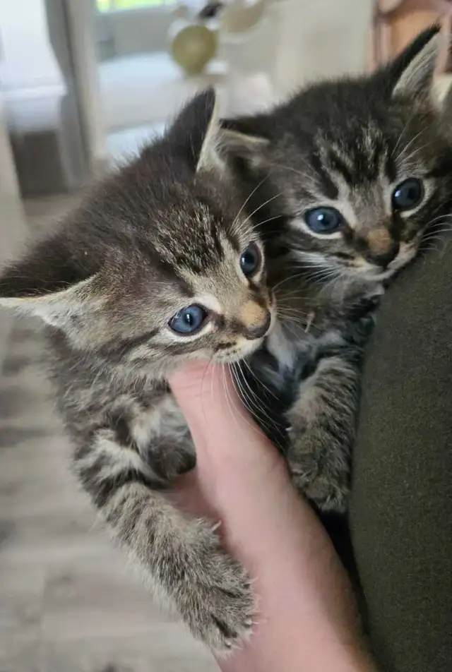 Kittens Available