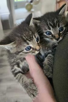Kittens Available