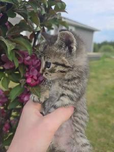 Kittens Available - Photo 2