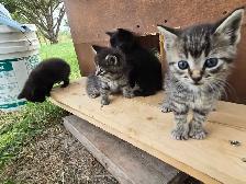 Kittens Available - Photo 3