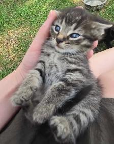 Kittens Available - Photo 4