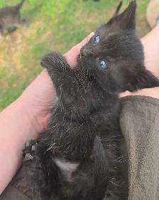 Kittens Available - Photo 5