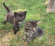 Kittens Available - Photo 6