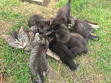 Kittens Available - Photo 7