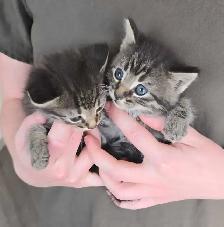Kittens Available - Photo 8