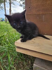 Kittens Available - Photo 9