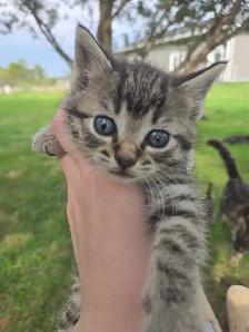 Kittens Available - Photo 10