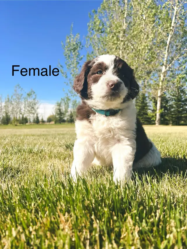 Aussie x Labradoodle Pups FEW left! Ready now.