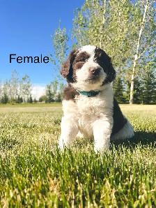 Aussie x Labradoodle Pups FEW left! Ready now.