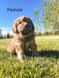 Aussie x Labradoodle Pups FEW left! Ready now. - Photo 2