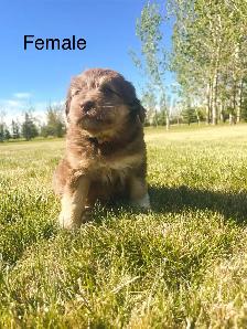 Aussie x Labradoodle Pups FEW left! Ready now. - Photo 3