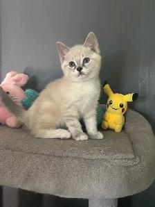 Chatons Ragdoll X Snowshoe à vendre