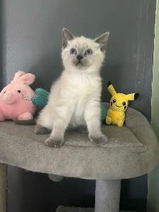 Chatons Ragdoll X Snowshoe à vendre - Photo 2