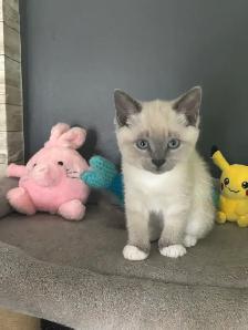 Chatons Ragdoll X Snowshoe à vendre - Photo 3