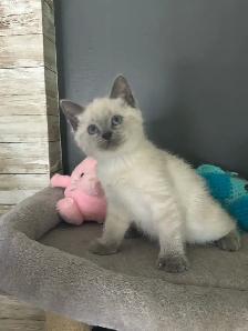 Chatons Ragdoll X Snowshoe à vendre - Photo 4