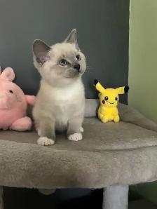 Chatons Ragdoll X Snowshoe à vendre - Photo 5