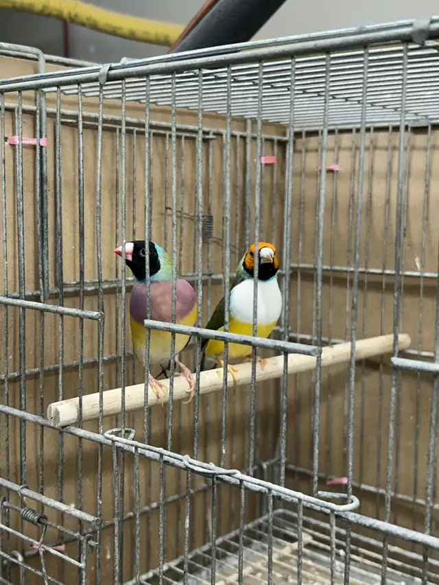 Female Gouldians