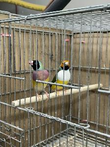 Female Gouldians