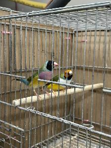 Female Gouldians - Photo 2