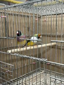 Female Gouldians - Photo 3