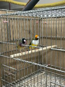 Female Gouldians - Photo 4