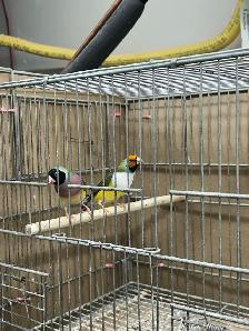 Female Gouldians - Photo 5