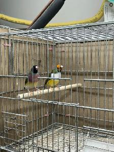 Female Gouldians - Photo 6