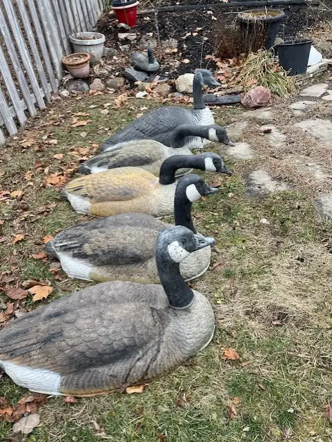 Canada Goose Shell Decoys (5)