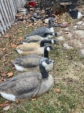 Canada Goose Shell Decoys (5)