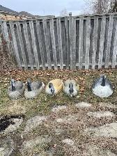 Canada Goose Shell Decoys (5) - Photo 4