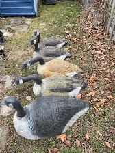 Canada Goose Shell Decoys (5) - Photo 5