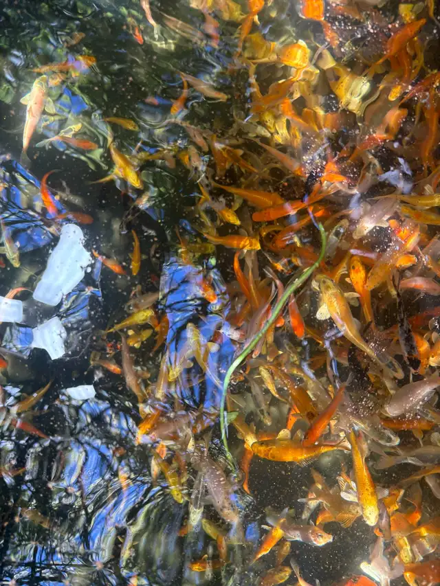 Koi for Sale
