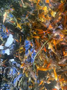 Koi for Sale