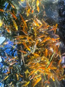 Koi for Sale - Photo 3