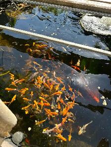Koi for Sale - Photo 5