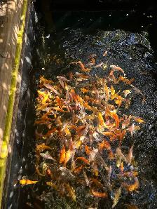 Koi for Sale - Photo 6