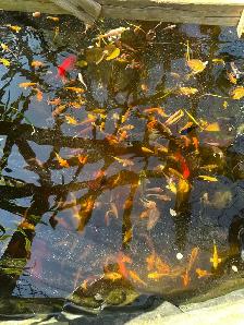 Koi for Sale - Photo 7