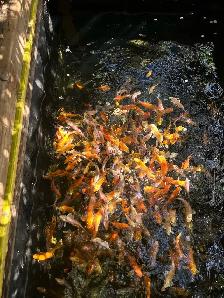 Koi for Sale - Photo 8
