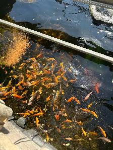 Koi for Sale - Photo 9