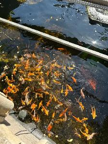 Koi for Sale - Photo 10