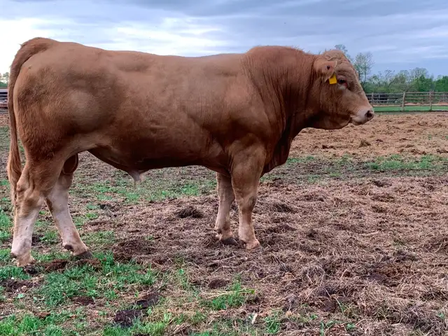 2 yr old Tan bulls